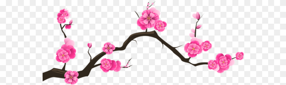 Flores Flor Bonita Rosa 8 Cherry Blossom Transparent Background, Flower, Plant, Petal, Cherry Blossom Free Png