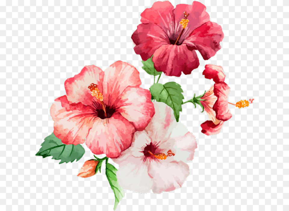 Flores Flower Flowers Rose Red Pink Green Plants Flower Drawing With Watercolor, Plant, Hibiscus, Geranium, Anther Free Png