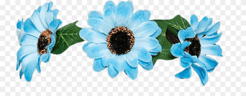 Flores Flowers Flower Blue Rose Roses Crown African Daisy, Anemone, Anther, Petal, Plant Png