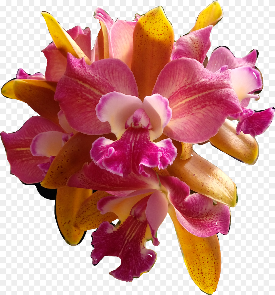Flores Flowers Orqudeas Orquid Catarinazs Christmas Orchid, Flower, Petal, Plant, Rose Free Png Download