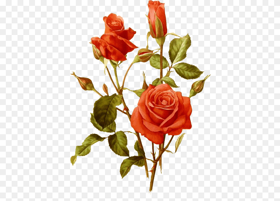 Flores Fundo Transparente, Flower, Plant, Rose Png Image