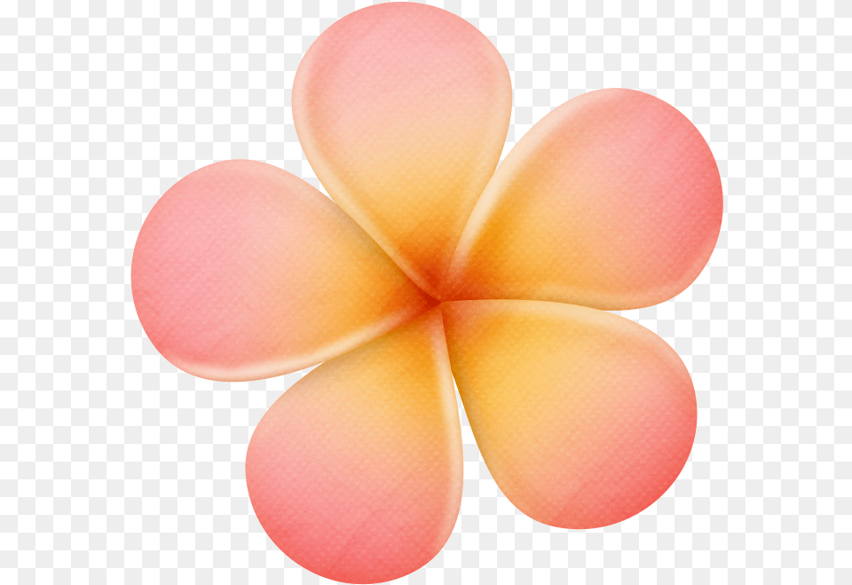 Flores Infantiles Rosa Y Amarilla Frangipani, Flower, Petal, Plant, Ping Pong Png