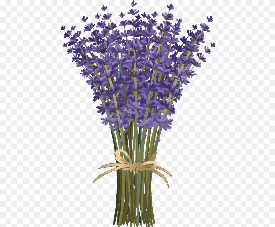 Flores Lavender Clipart, Flower, Plant, Iris Free Png Download