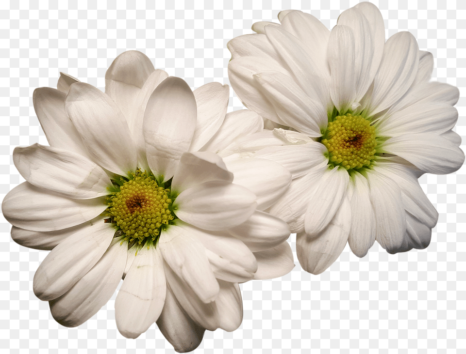 Flores Margaritas Blancas, Daisy, Flower, Petal, Plant Png