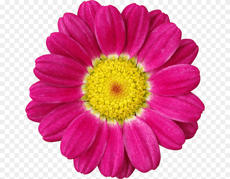 Flores Moradas, Dahlia, Daisy, Flower, Petal Free Png Download