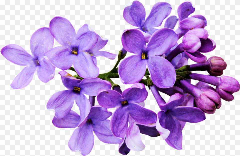 Flores Moradas Flowers Draw Tumblr, Flower, Plant, Geranium, Lilac Png Image