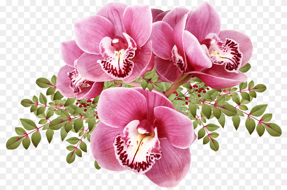 Flores Orqudeas Hojas Exticas Tropicales Cortar Moth Orchid, Flower, Plant, Petal, Anther Png
