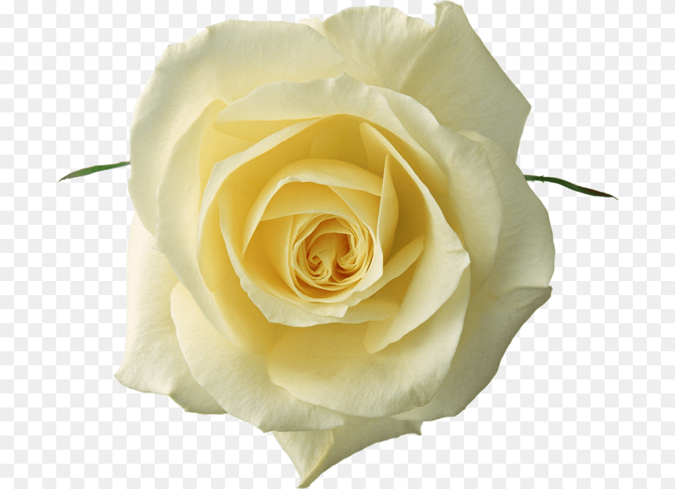Flores Para Photoscape White Rose, Flower, Plant Free Png Download
