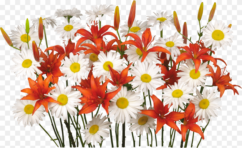 Flores Renders De Flores Princess, Daisy, Flower, Flower Arrangement, Flower Bouquet Free Transparent Png