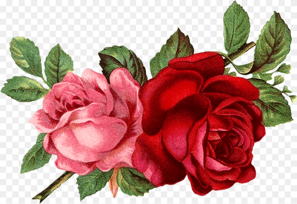 Flores Rojas Vintage Clipart Vintage Roses, Flower, Plant, Rose, Dahlia Free Png