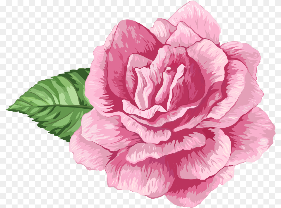 Flores Rosa Cor De Rosa 3 Rosa Cor De Rosa, Carnation, Flower, Plant, Rose Png