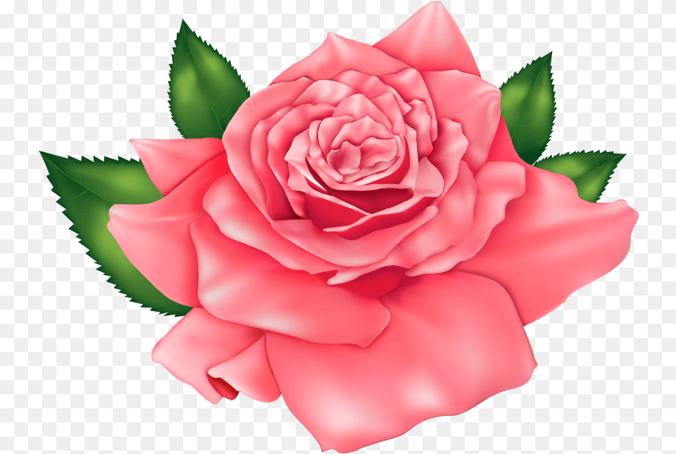 Flores Rosa Vermelha 3 Rose Clipart Flowers, Flower, Plant, Petal, Carnation Free Transparent Png