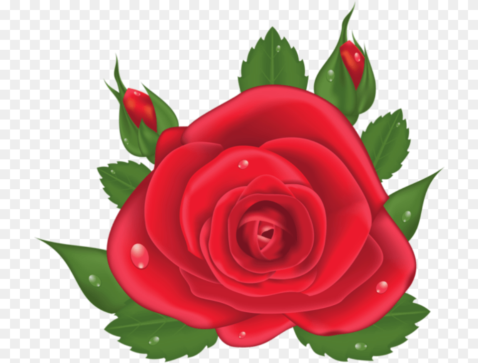 Flores Rosa Vermelha 6 Rosa Vermelha Desenho, Flower, Plant, Rose Free Png Download