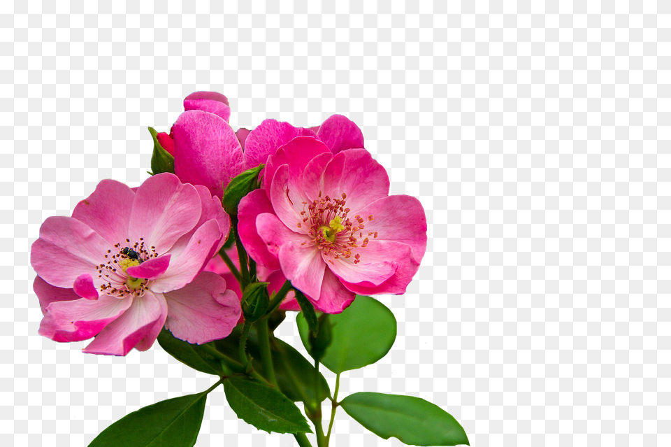 Flores Rosadas, Flower, Geranium, Petal, Plant Png Image