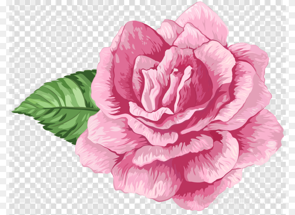 Flores Rosas Clipart Garden Roses Clip Art Flor Rosa Em, Carnation, Flower, Plant, Rose Free Png Download