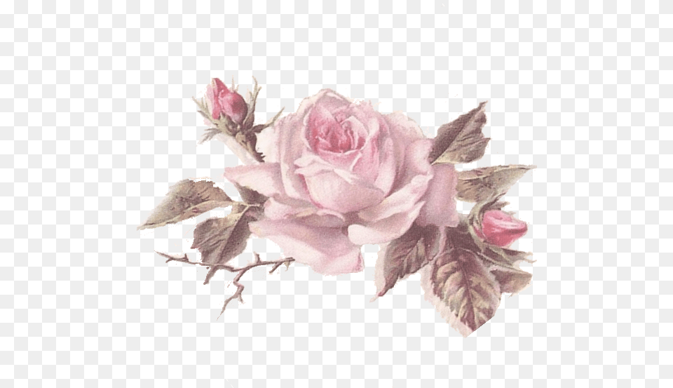 Flores Rosas Dibujo Vintage Transparent Cartoons Floribunda, Flower, Plant, Rose, Flower Arrangement Free Png