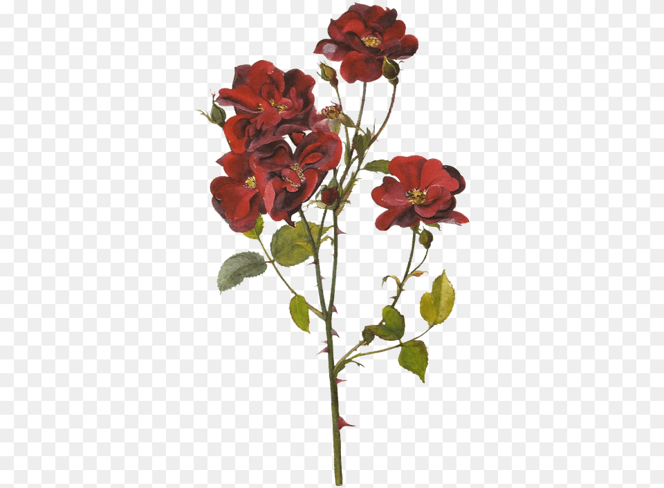 Flores Rosas Rojas Pintura Imagen Gratis En Pixabay Red Botanical Flowers, Flower, Geranium, Petal, Plant Png Image