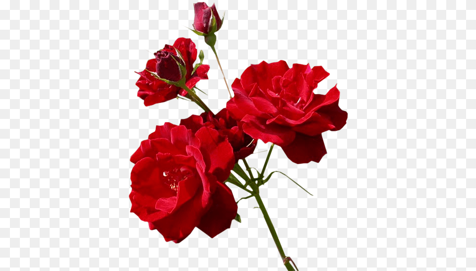 Flores Rosas Rose, Flower, Geranium, Plant, Carnation Free Transparent Png