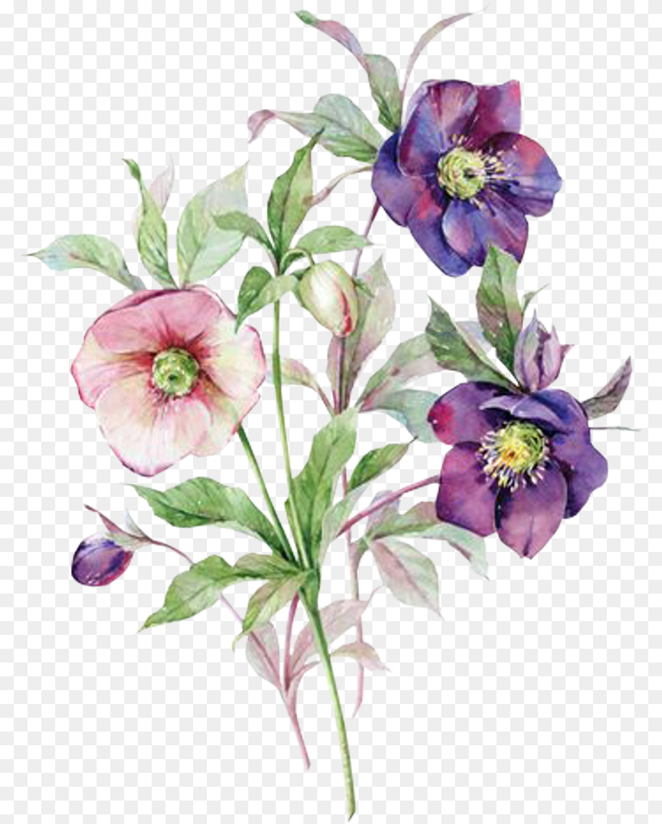Flores Sticker Me Trate Como Gostaria De Ser Tratado, Anemone, Anther, Flower, Plant Free Png Download