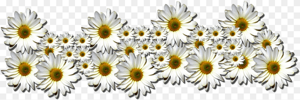 Flores Tumblr Oxeye Daisy, Flower, Petal, Plant, Anther Png