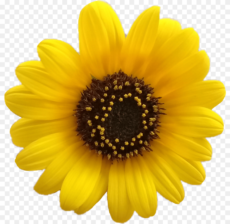 Flores Tumblr Yellow Daisy Flower, Plant, Sunflower, Pollen Png