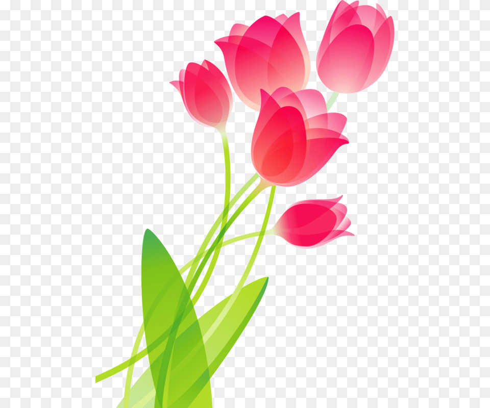 Flores Vector Pretty Flower, Plant, Tulip, Petal Free Transparent Png