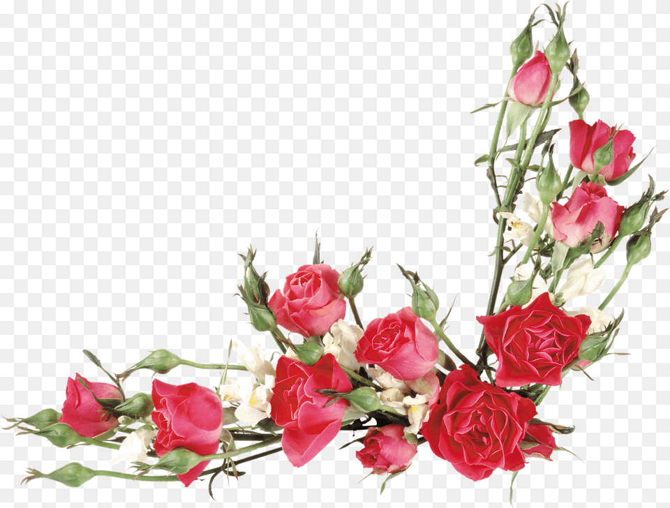 Flores Vector Red Flower, Rose, Plant, Flower Arrangement, Flower Bouquet Free Png Download