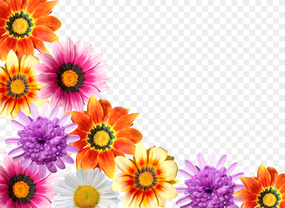 Flores Vero, Daisy, Flower, Plant, Anemone Free Transparent Png