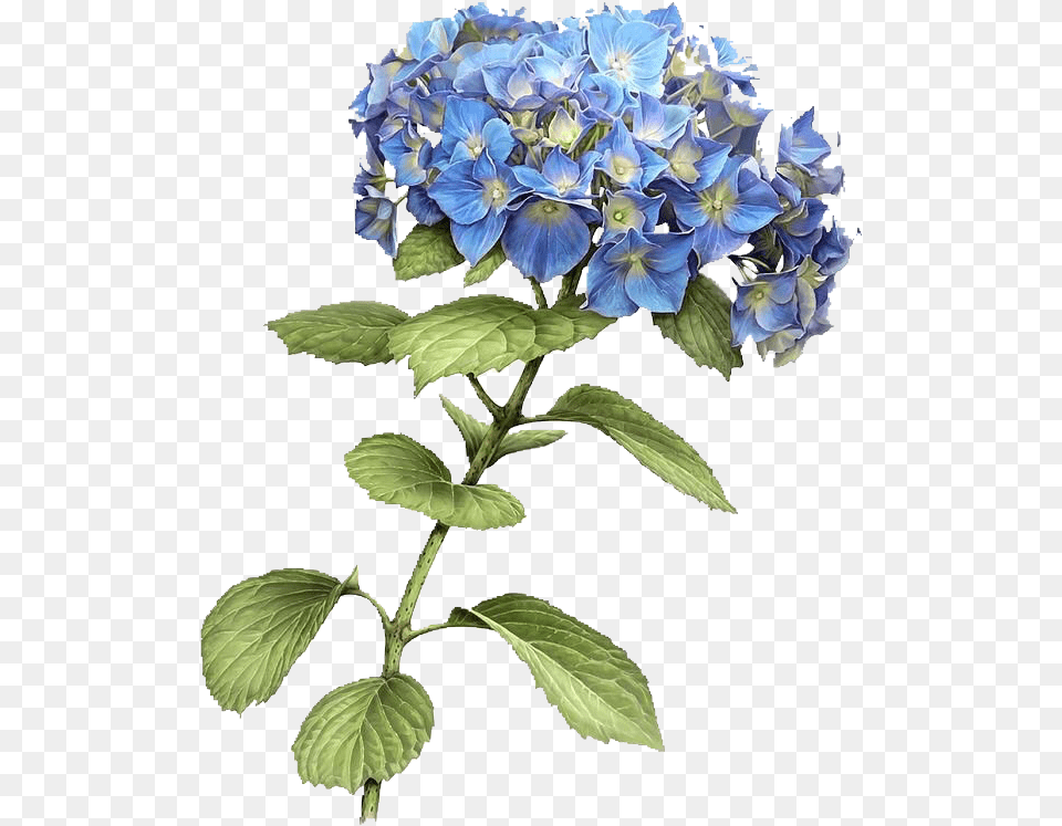 Flores Vintage Azul Flower Flowerblue Hydrangea, Geranium, Plant, Flower Arrangement, Petal Free Png