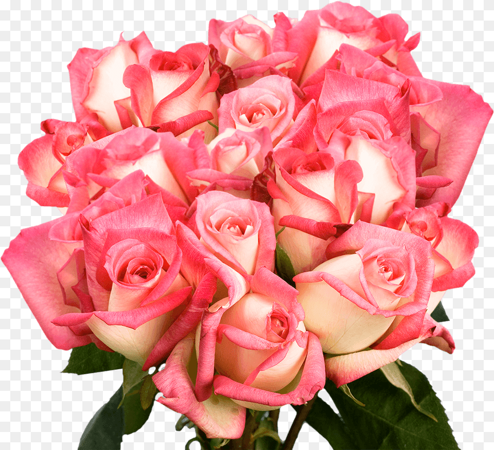 Floribunda, Flower, Flower Arrangement, Flower Bouquet, Plant Free Transparent Png