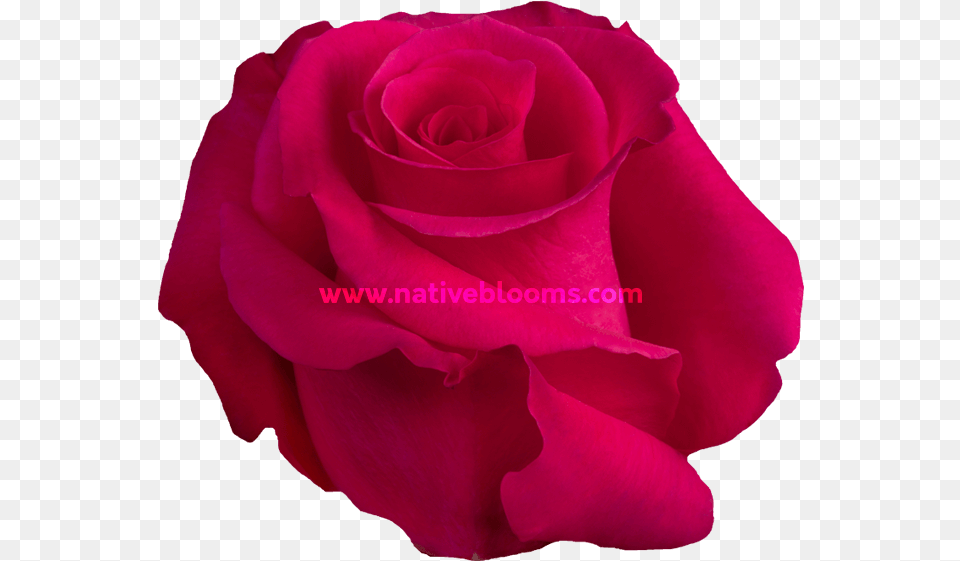 Floribunda, Flower, Petal, Plant, Rose Png