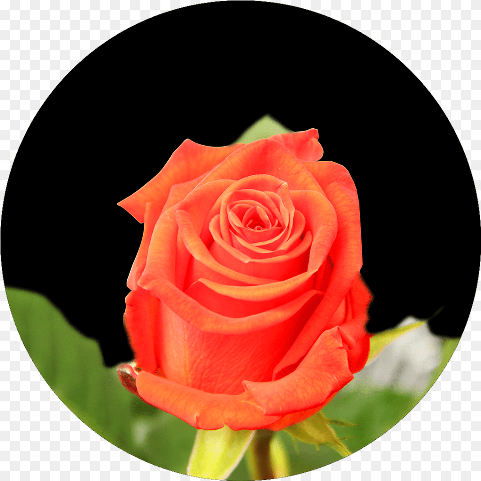 Floribunda, Flower, Plant, Rose Free Png