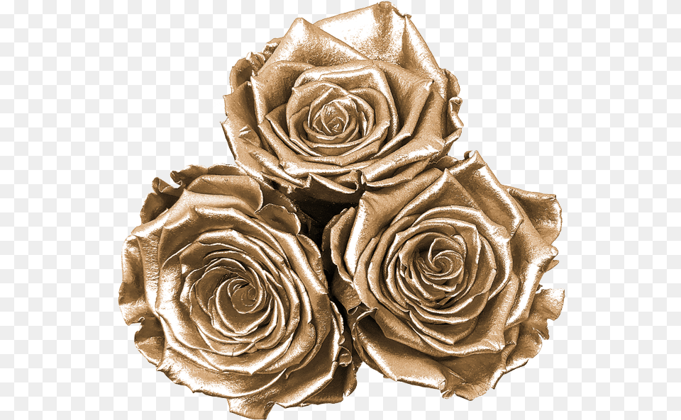 Floribunda, Bronze, Flower, Plant, Rose Png