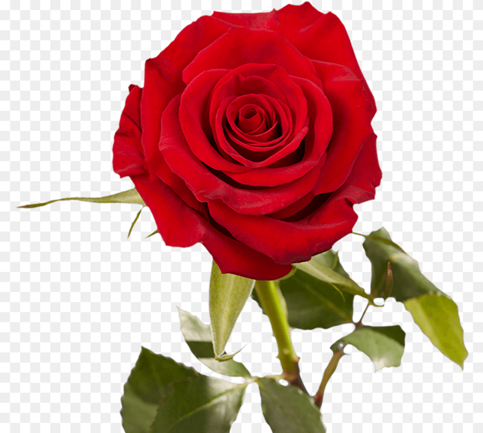 Floribunda, Flower, Plant, Rose Png