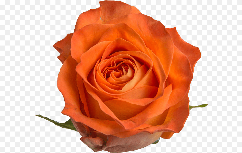 Floribunda, Flower, Plant, Rose Png Image