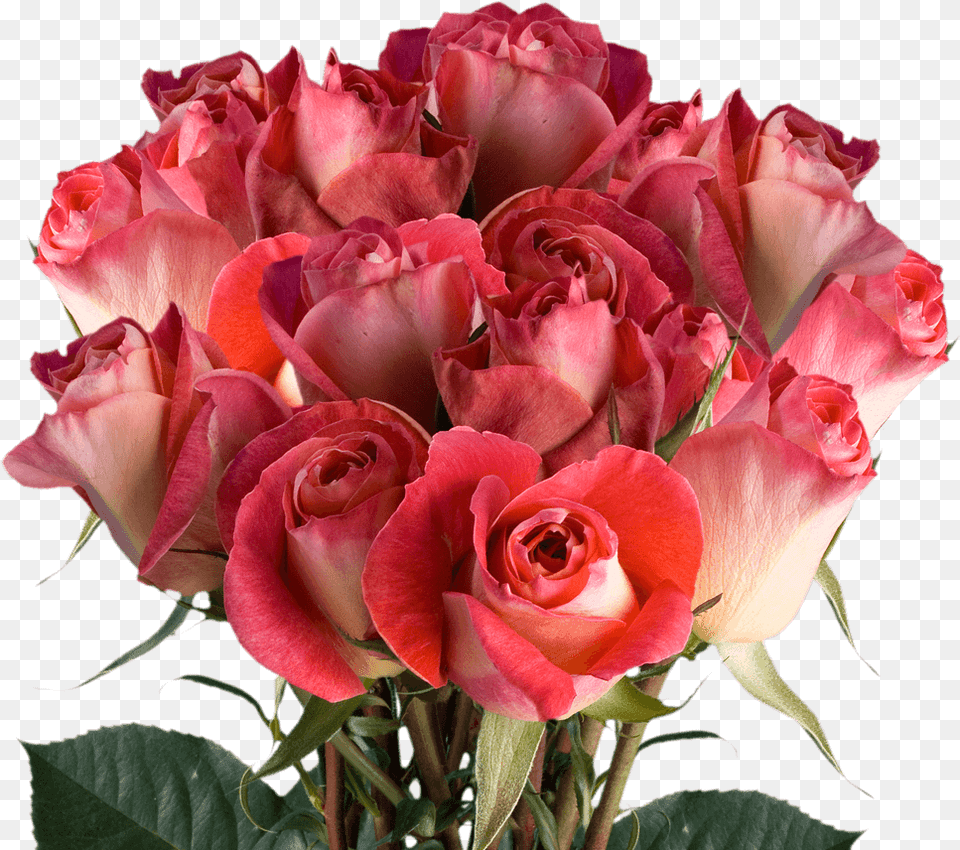 Floribunda, Flower, Flower Arrangement, Flower Bouquet, Plant Png Image