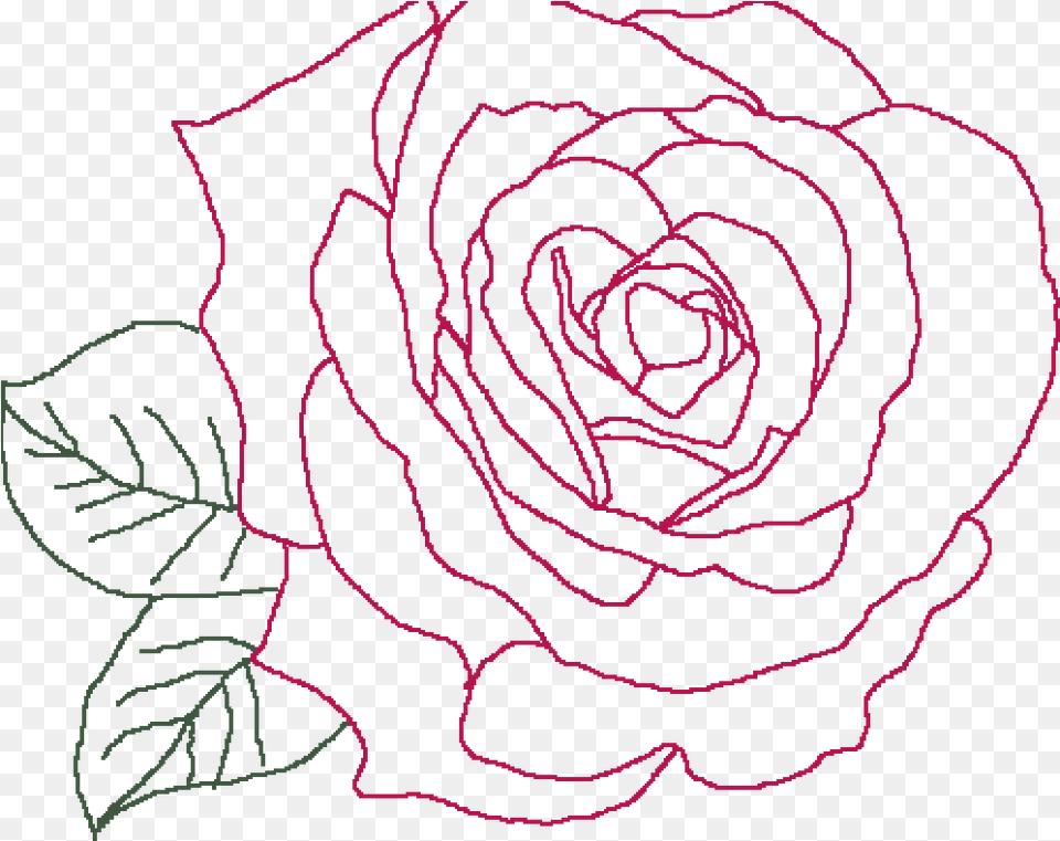 Floribunda, Flower, Plant, Rose, Pattern Free Transparent Png