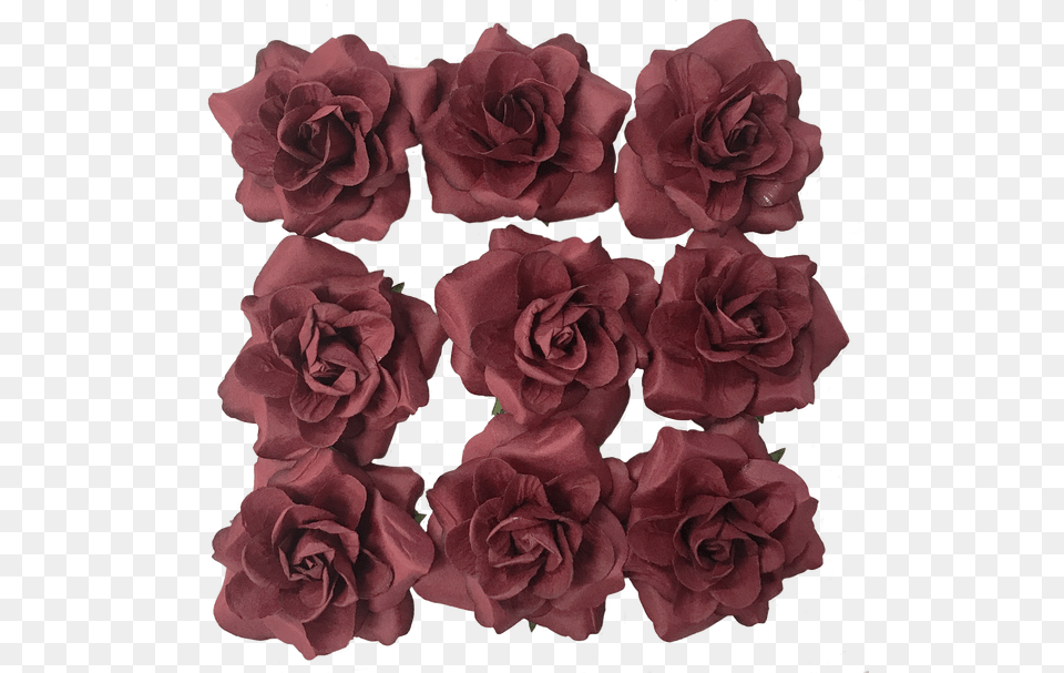 Floribunda, Flower, Plant, Rose, Petal Free Transparent Png