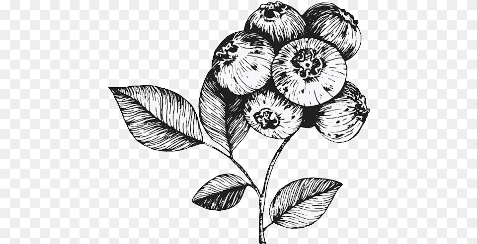 Floribunda, Art, Drawing, Plant, Leaf Png Image