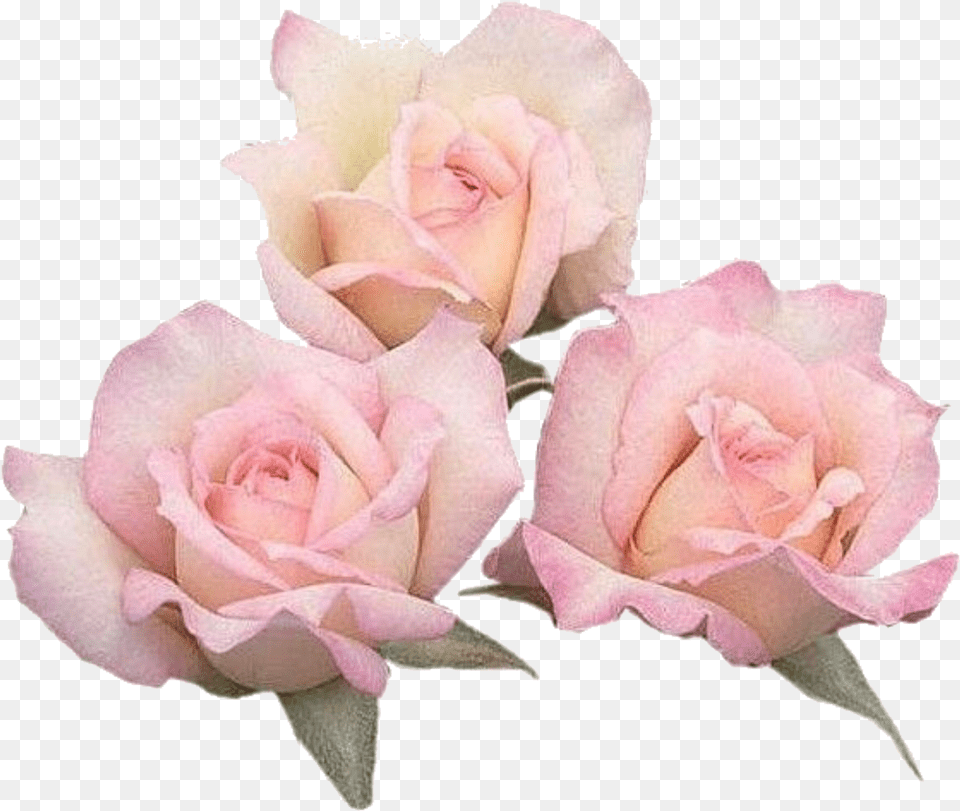 Floribunda, Flower, Petal, Plant, Rose Free Transparent Png