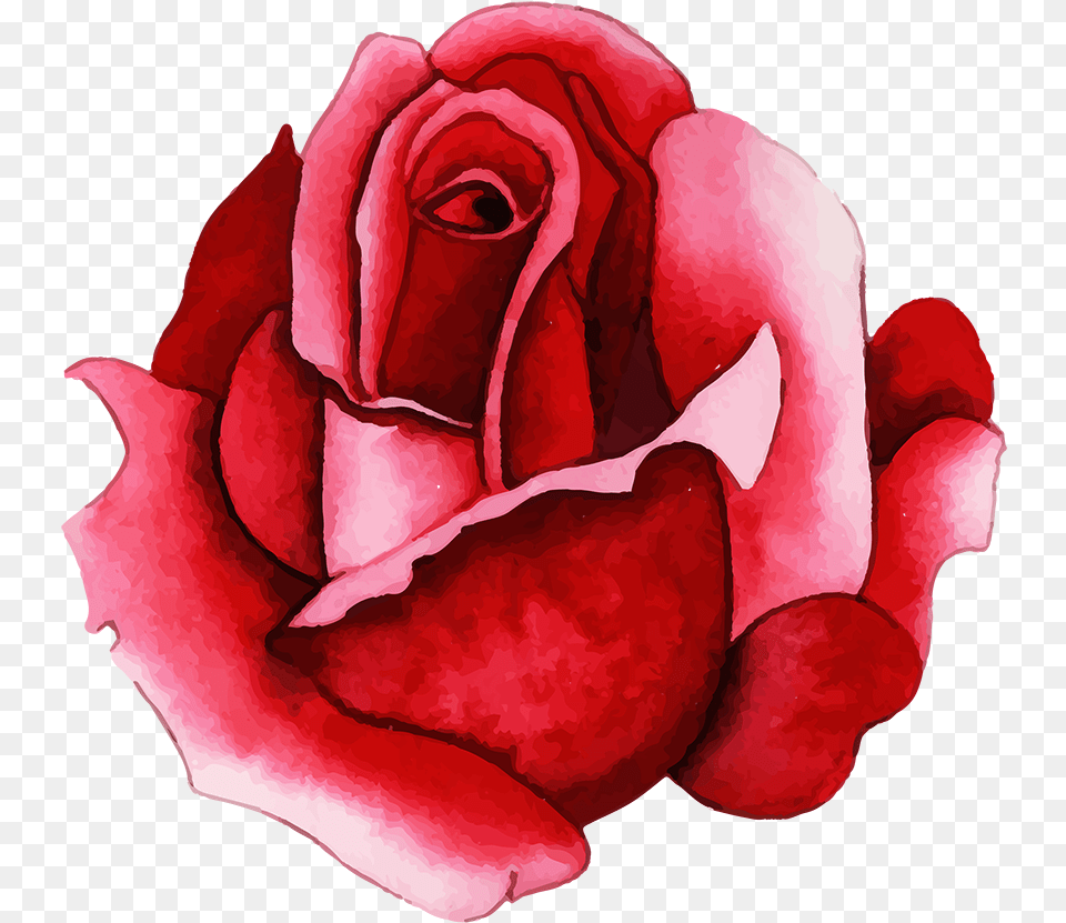 Floribunda, Flower, Petal, Plant, Rose Free Png