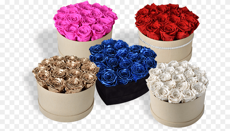 Floribunda, Flower, Flower Arrangement, Flower Bouquet, Rose Free Transparent Png
