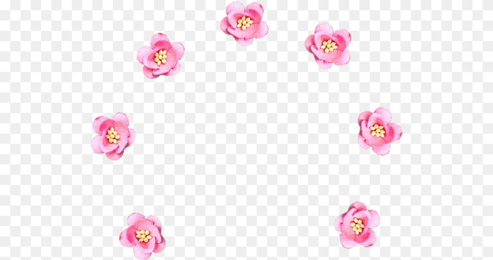 Floribunda, Anther, Flower, Petal, Plant Png Image