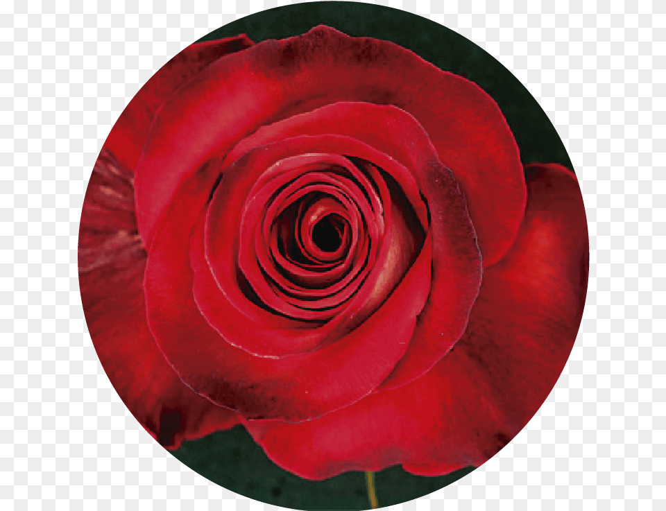 Floribunda, Flower, Plant, Rose, Petal Png