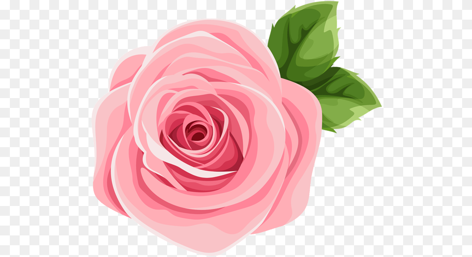 Floribunda, Flower, Plant, Rose, Petal Free Png Download