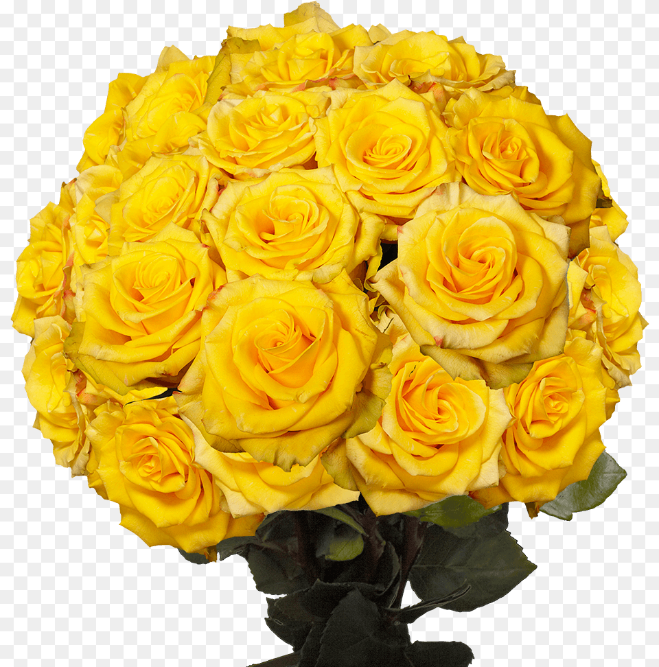 Floribunda, Flower, Flower Arrangement, Flower Bouquet, Plant Free Png