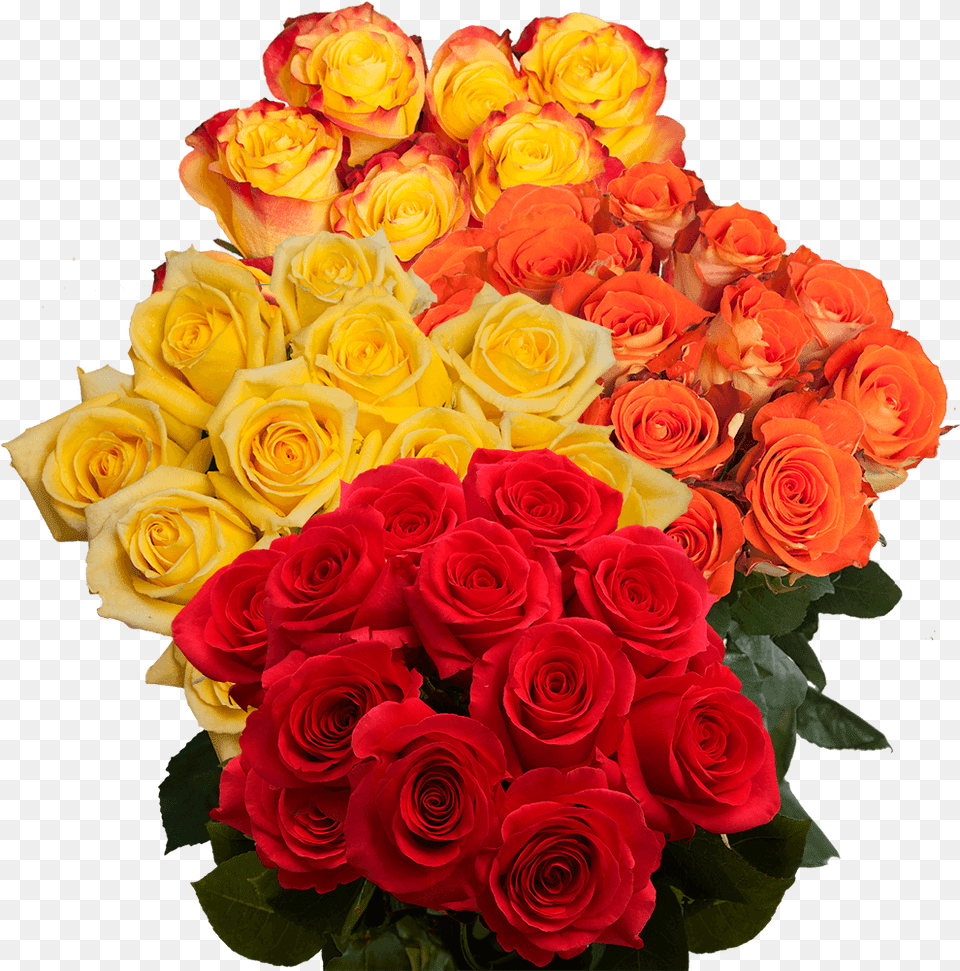 Floribunda, Flower, Flower Arrangement, Flower Bouquet, Plant Png