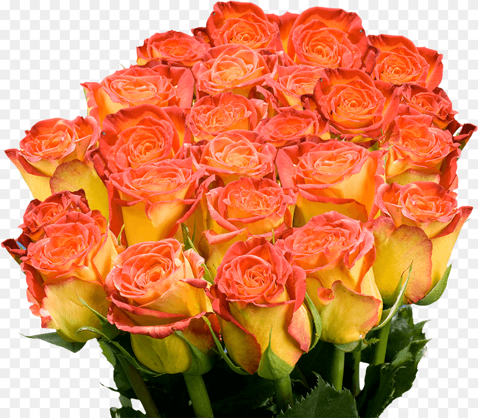 Floribunda, Flower, Flower Arrangement, Flower Bouquet, Plant Free Png Download