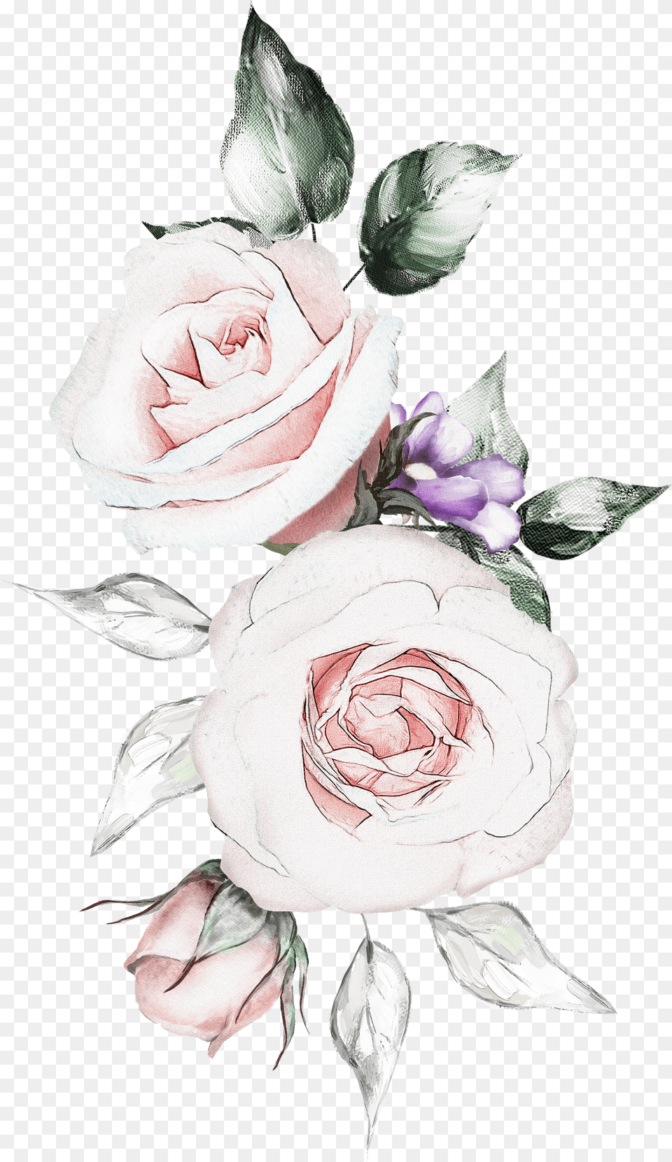 Floribunda, Flower, Plant, Rose, Art Free Transparent Png