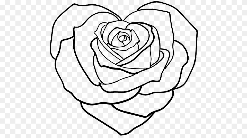 Floribunda, Flower, Plant, Rose, Petal Png Image